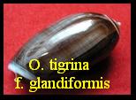 OLIVA (CARMIONE) TIGRINA f. GLANDIFORMIS, MARRAT 1871 